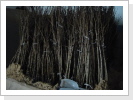 Corylus Colurna im Sägemehleinschlag Corylus Colurna im Sägemehleinschlag
