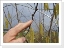 Die weiblichen Blüten Die weiblichen Blüten
