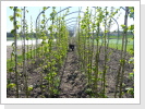 Corylus colurna vor dem veredeln Corylus colurna vor dem veredeln