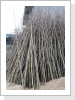 Diese Unterlagen (über 2m) wurden für den Forst verkauft. Corylus colurna ist eine Baumart weche sich in den veränderten Umweltbedingungen behaupten kann.