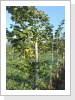 Junger Baum, starker Behang! Junger Baum, starker Behang!
