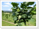 Hochveredlung 1.7.2016 Hochveredlung 1.7.2016