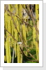 männliche Blüten männliche Blüten