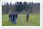 Corylus colurna Corylus colurna