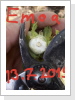 Bei Emoa wächst der Kern als Erstes.