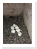 03.05.2020 Weisse Eier von einer Schleiereule
