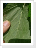 Blattleuse sind auf Corylus sehr verbreitet. Blattleuse sind auf Corylus sehr verbreitet.