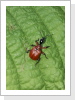 24.05.2020 Haselblattroller Apoderus coryli (Rüsselkäfer) 24.05.2020 Haselblattroller Apoderus coryli (Rüsselkäfer)