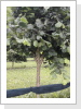 3 Sorten auf Corylus colurna veredelt. 3 Sorten auf Corylus colurna veredelt.