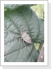 Halyomorpha halys (adultes Tier) Halyomorpha halys (adultes Tier)