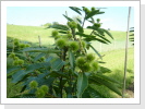 Sorte:Stocker Greppen Sorte:Stocker Greppen