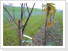 21.11.2013 Der Laubfall von "Stocker Greppen" hat schon vor Tagen eingesetzt. 21.11.2013 Der Laubfall von "Stocker Greppen" hat schon vor Tagen eingesetzt.