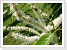 Blühernder Marowa-Zweig, zieht nicht nur Bienen an.