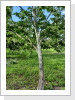 Auch dieser Baum wird nicht mehr alt. Auch dieser Baum wird nicht mehr alt.