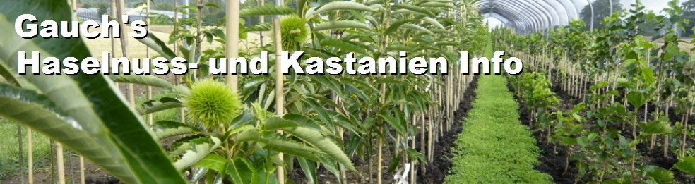 Kastanienplantage Gwand 2014 - gauchs.ch