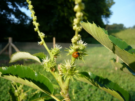 Weibliche Kastanienblüten