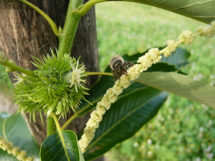 Kastanienblüte im Juli