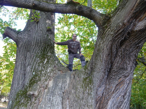 Kastanienbaum ca. 400 bis 600 Jahre alt